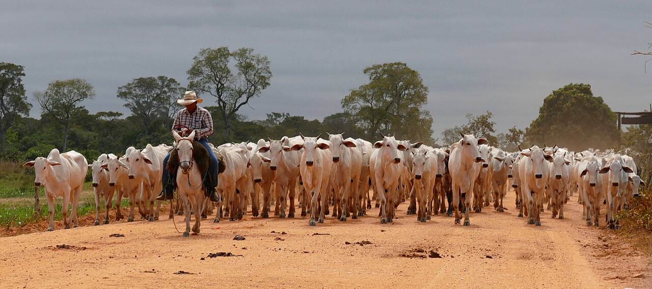 Rebanho bovino em área de pastagem