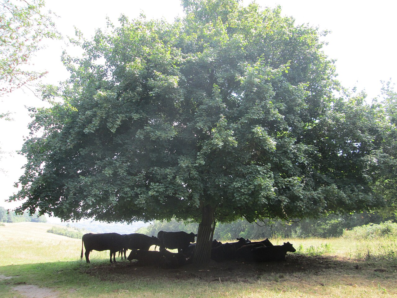 Bovinos em área com sombra